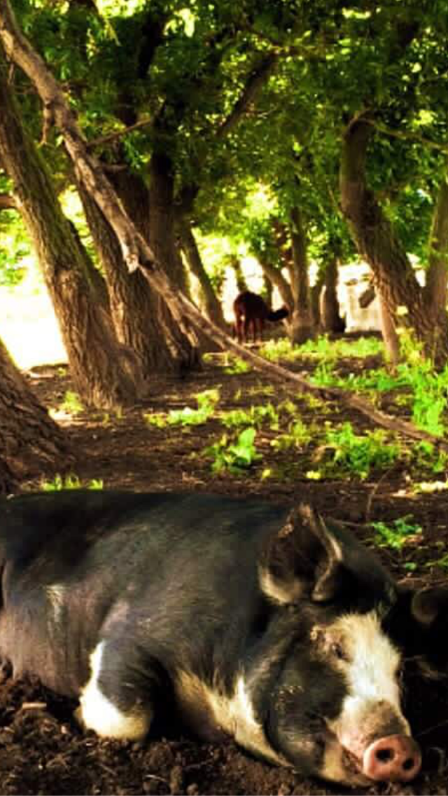 4K Farms Butchery Inc. | Township Rd 302, Swalwell, AB T0M 1Y0, Canada | Phone: (403) 397-3236