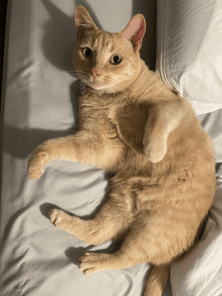 Priority Pet Boarding Service Inc. | Verglas Ln., Ottawa, ON K1W 0R2, Canada | Phone: (514) 575-0544