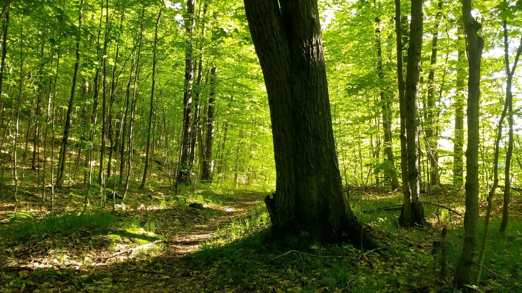 Mill Pond Conservation Area | County Rd 38, Portland, ON K0G 1V0, Canada