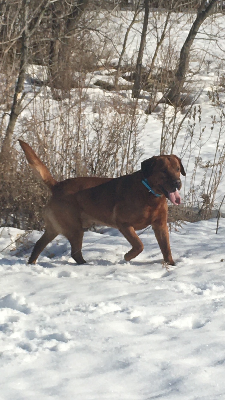 LUVLAB ❤️ LABRADORS | 520 Rang S, Saint-Thomas, QC J0K 3L0, Canada | Phone: (450) 757-2727