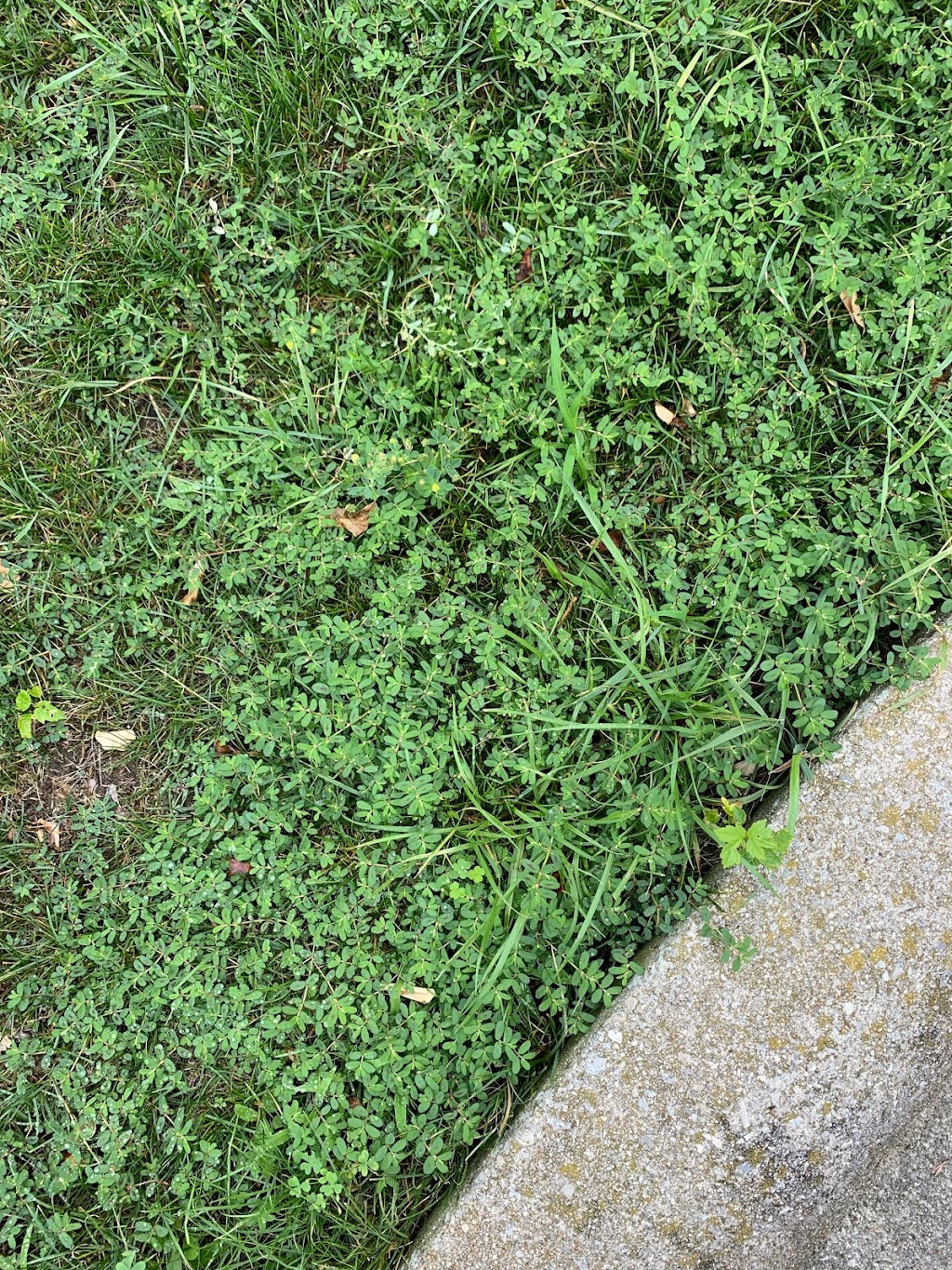 Weed Man Lawn Care | 692 Simcoe Rd Unit B, Bradford, ON L3Z 4A9, Canada | Phone: (705) 436-4733