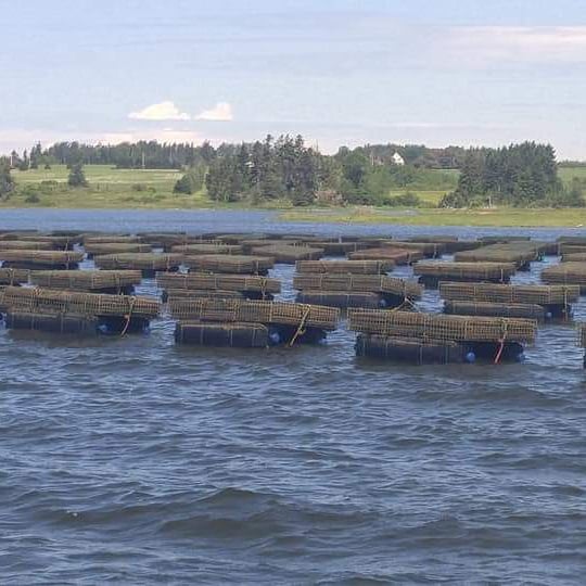 Oyster Cage Commander | 17269 milton, Milton Station, PE C1E 0V9, Canada | Phone: (902) 314-9096