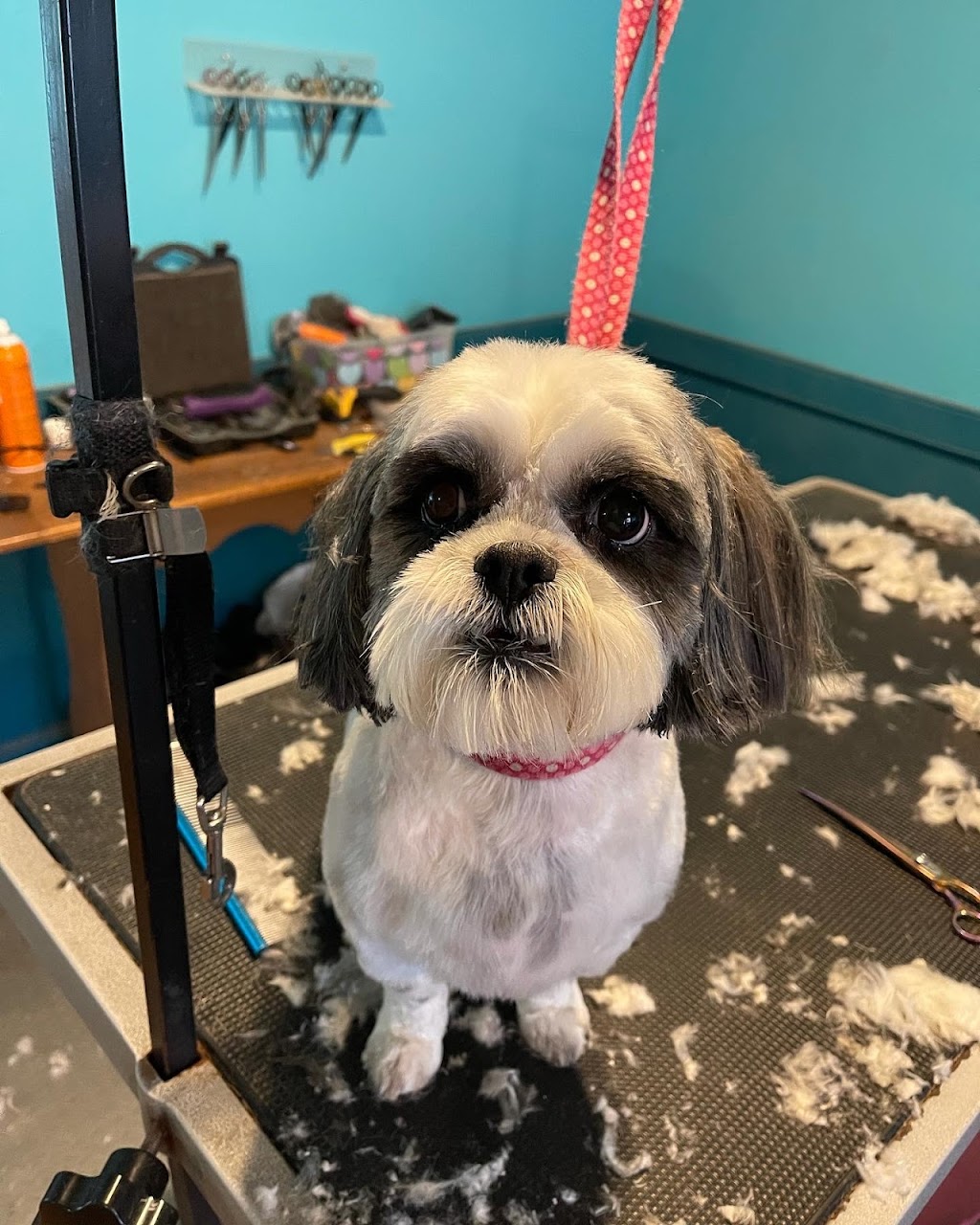 All for the woof | 5324 Main St, Orono, ON L0B 1M0, Canada | Phone: (289) 830-2281