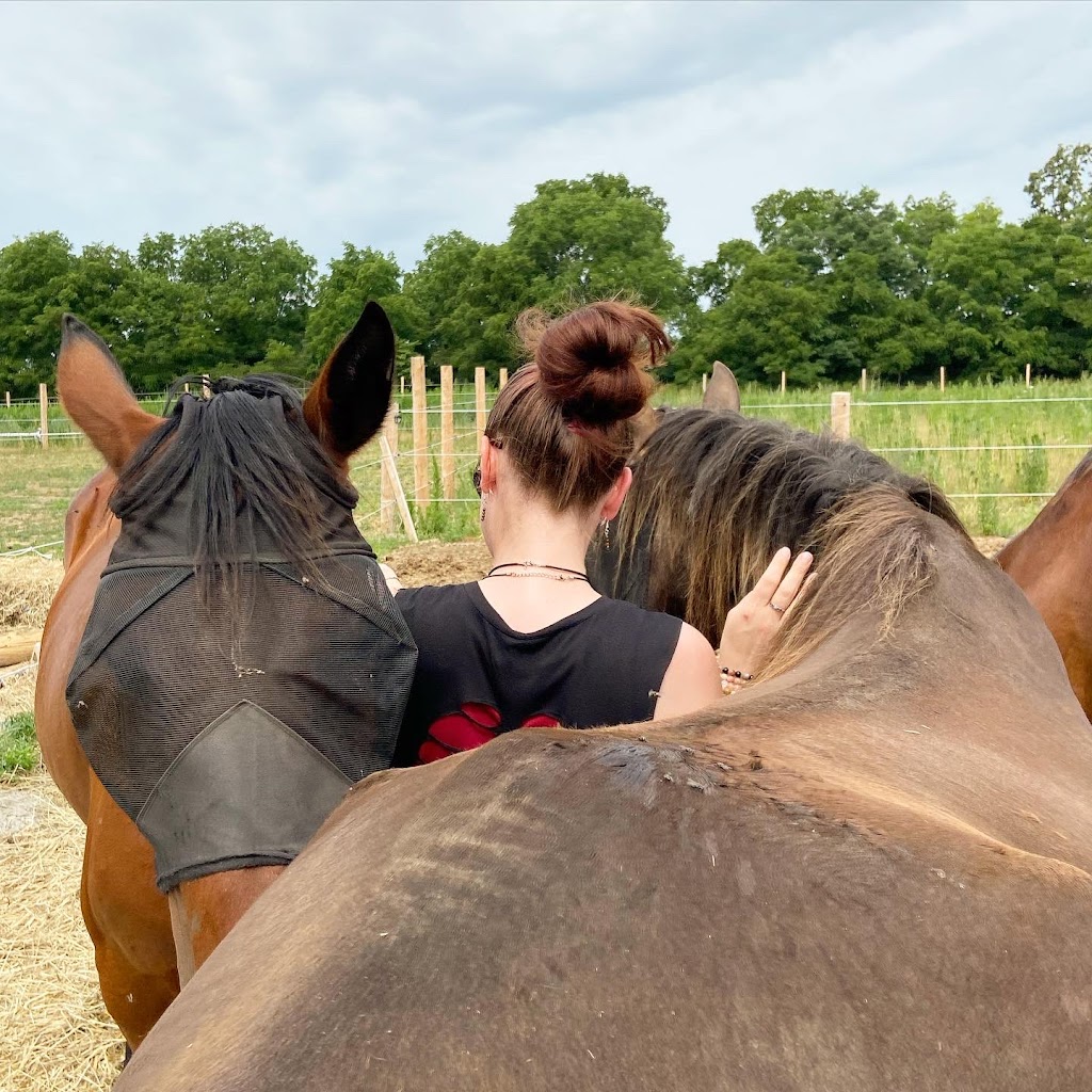 Big Heart Equine | 923 2nd Line, Hagersville, ON N0A 1H0, Canada | Phone: (365) 323-4156
