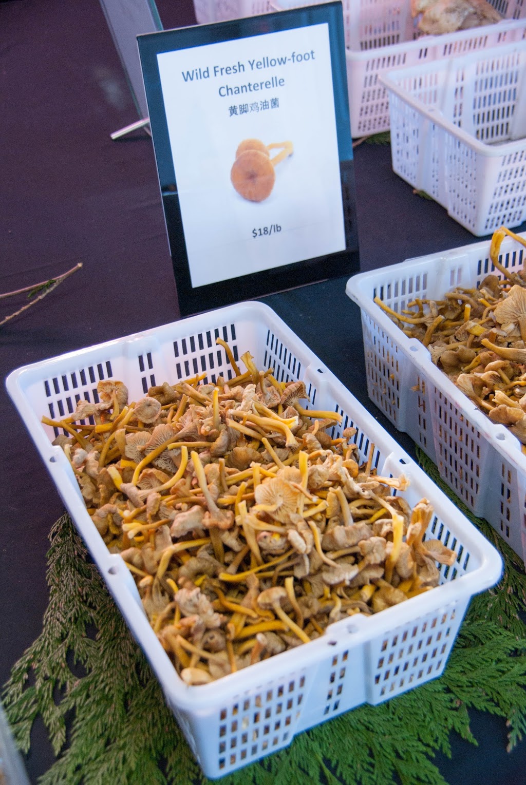 Pacific Rim Mushrooms | 12791 Blundell Rd, Richmond, BC V6Y 1B4, Canada | Phone: (778) 847-1666