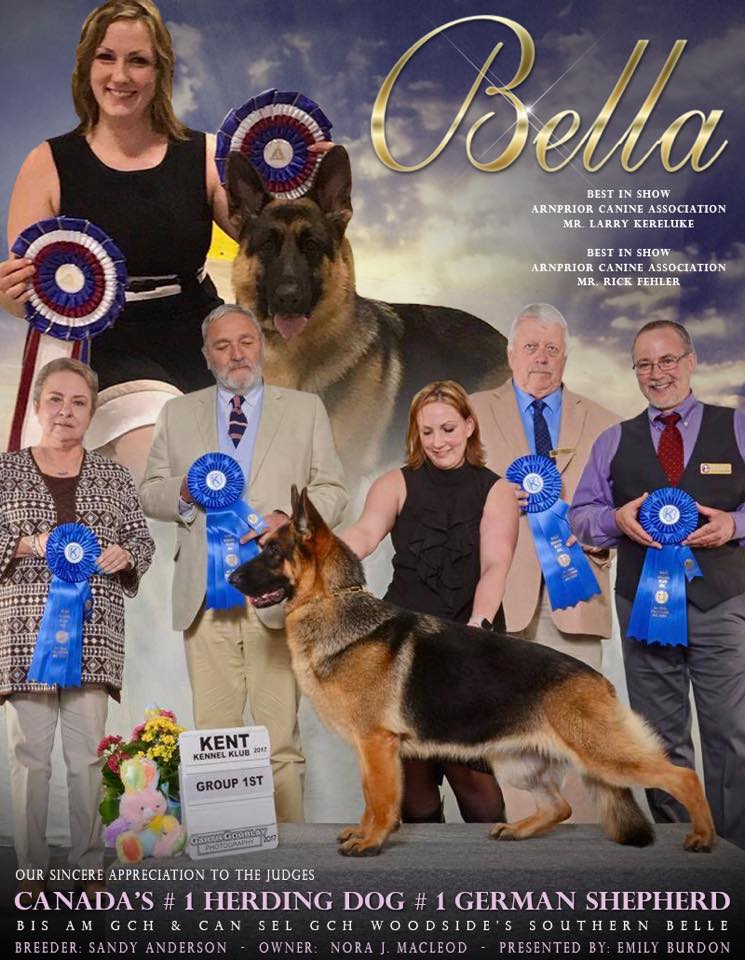 Woodside German Shepherds | 1722 252 St, Aldergrove, BC V4W 2E3, Canada | Phone: (604) 607-7888
