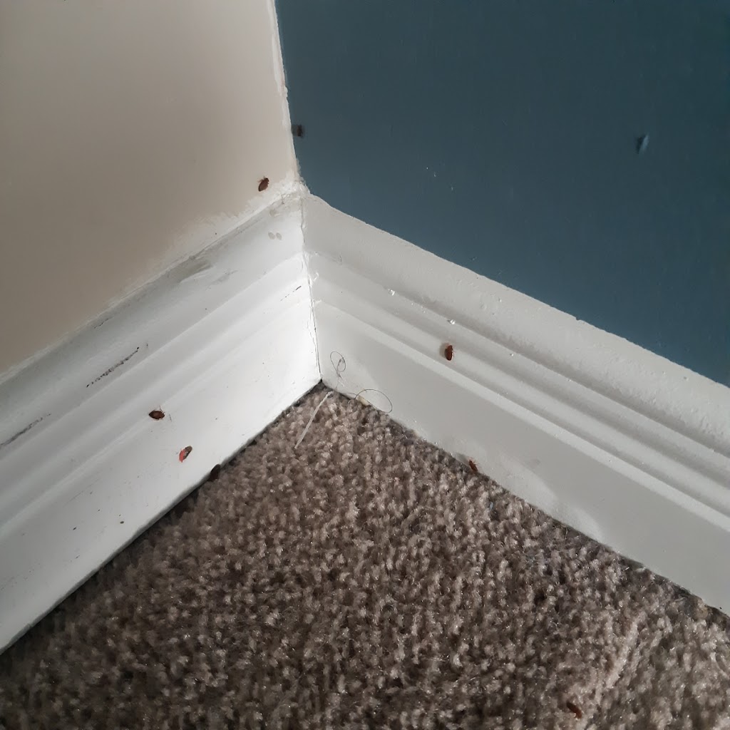 Vanquish Pest Control | 10 Demaris Dr, Brampton, ON L6R 3P5, Canada | Phone: (647) 403-0456