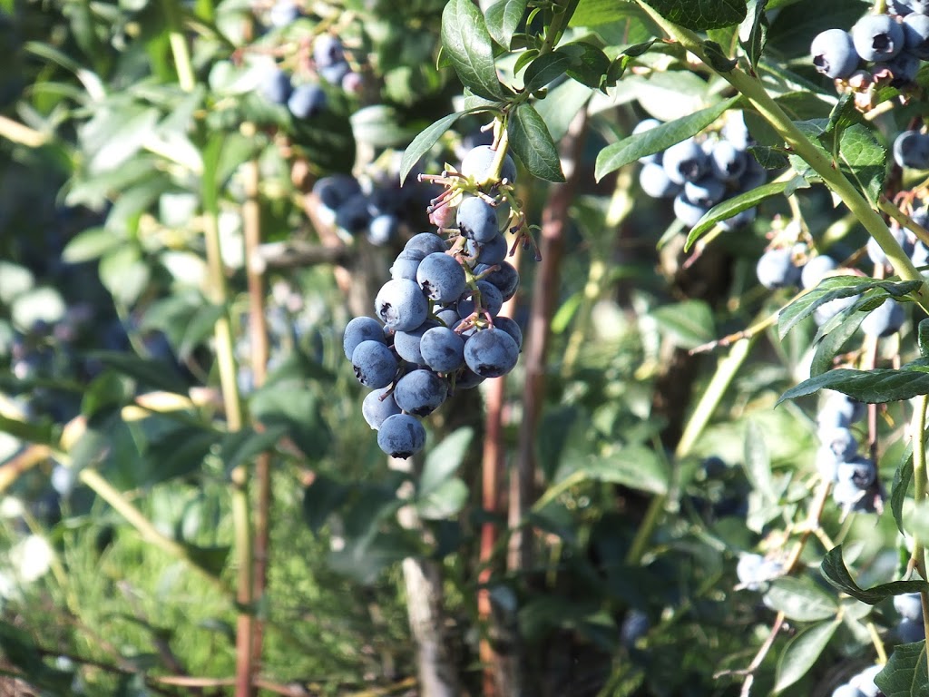RussLynn Blueberries | 28494 Townshipline Rd, Abbotsford, BC V4X 1P1, Canada | Phone: (604) 309-8728