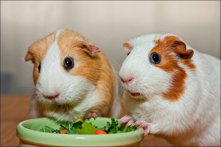 Richmond Animal Hospital Ltd | 9220 No 3 Rd, Richmond, BC V7A 1V9, Canada | Phone: (604) 277-3161