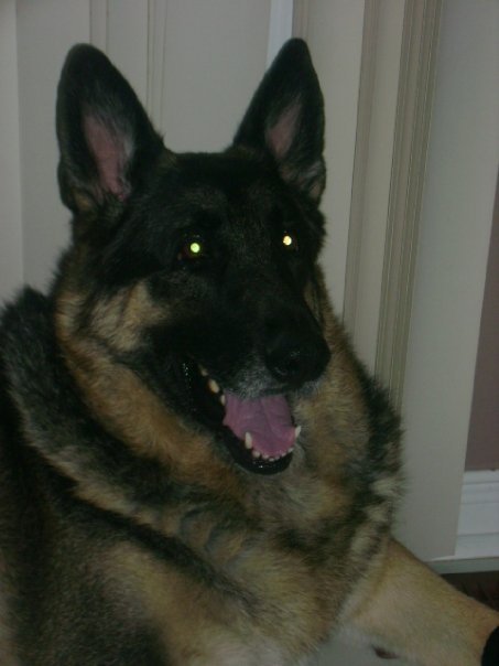 South Barrie Animal Hospital | 201 Hurst Dr, Barrie, ON L4N 8K8, Canada | Phone: (705) 733-8387