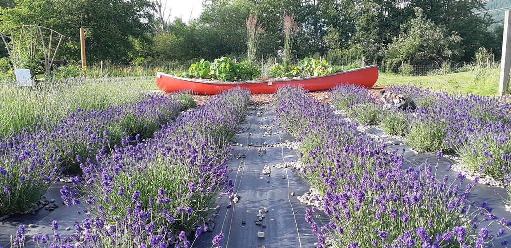 Blue Hills Lavender | 2361 50 St NE, Salmon Arm, BC V1E 1Y4, Canada | Phone: (250) 550-9792