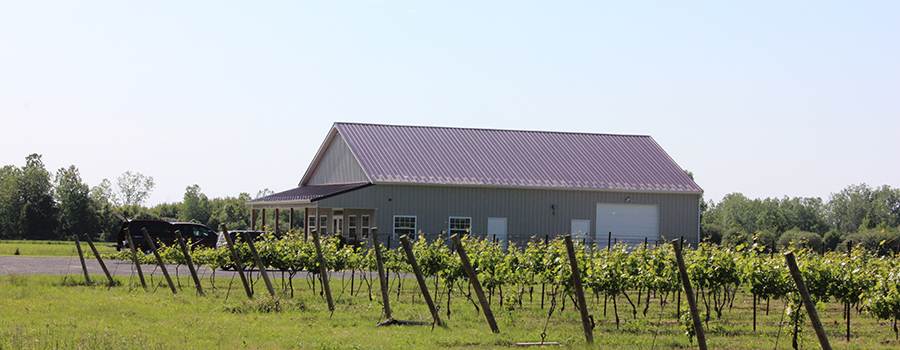 Midnight Run Wine Cellars LLC | 3301 Braley Rd, Ransomville, NY 14131, USA | Phone: (716) 751-6200