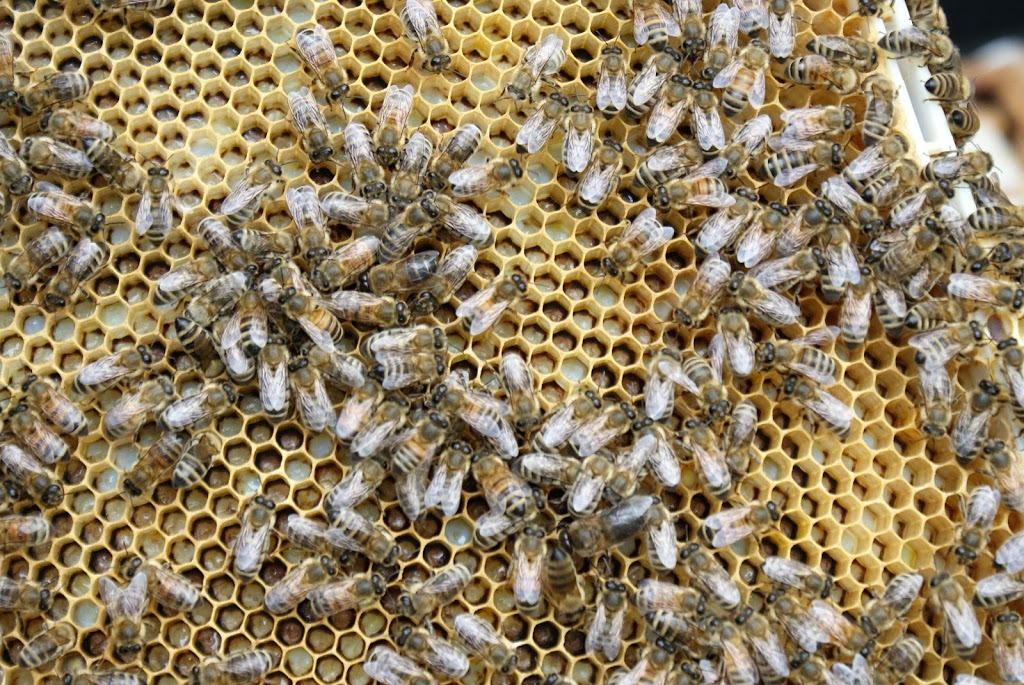 Healing Bees | 7146 Gibson St, Burnaby, BC V5A 1P1, Canada | Phone: (778) 877-1662