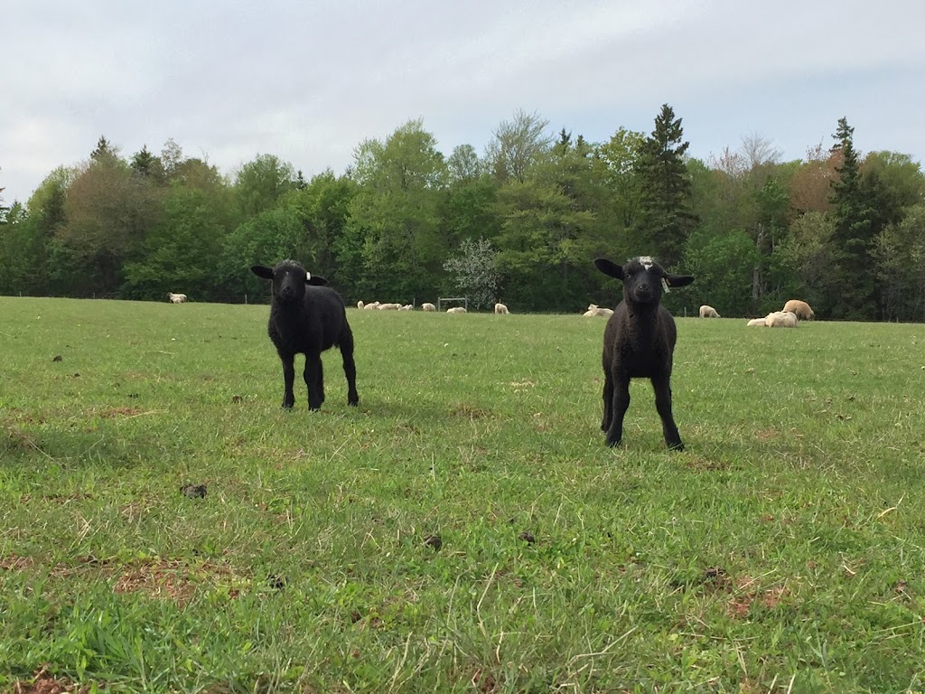 Harmony Meadow Farm | 3130 Garfield Rd, Belfast, PE C0A 1A0, Canada | Phone: (902) 659-2550