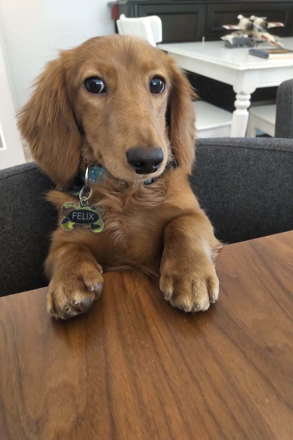 Beautiful Pets | 16 Guelph St, Georgetown, ON L7G 3Z2, Canada | Phone: (905) 702-9333