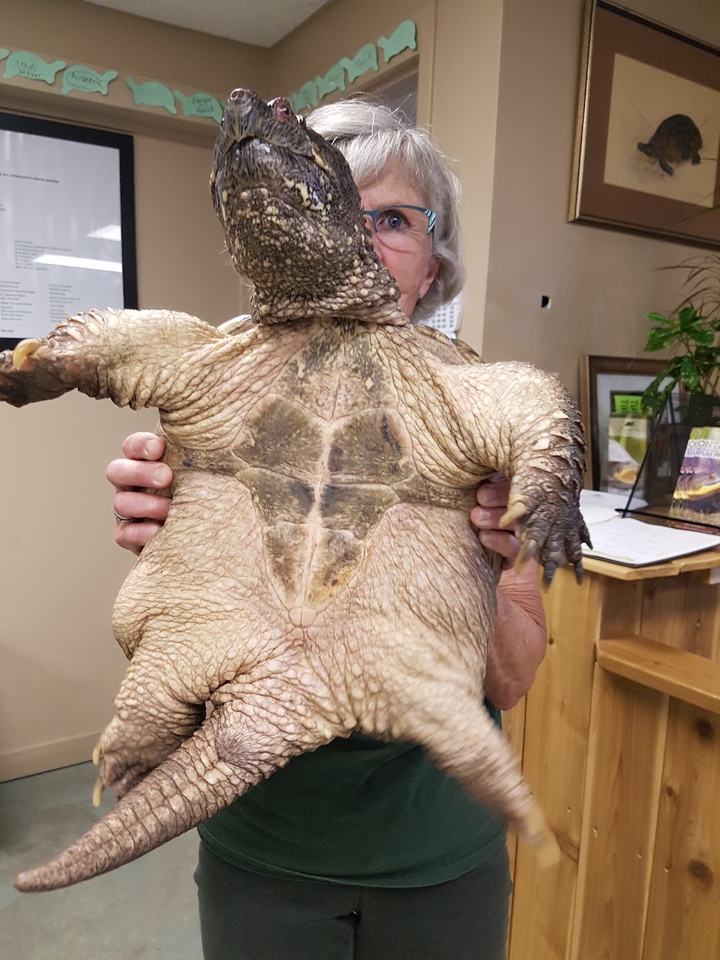 Ontario Turtle Conservation Centre | 1434 Chemong Rd #4, Peterborough, ON K9J 6X2, Canada | Phone: (705) 741-5000