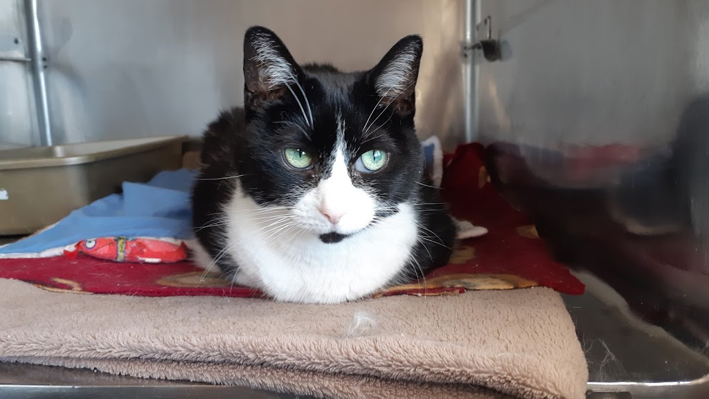 Animal Adoptions Of Flamborough | 1269 Centre Rd, Hamilton, ON L8N 2Z7, Canada | Phone: (905) 689-7801