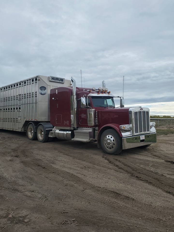 Hurum Trucking Livestock Hauling | Box 93, 5228 58 Ave, Viking, AB T0B 4N0, Canada | Phone: (780) 385-0507