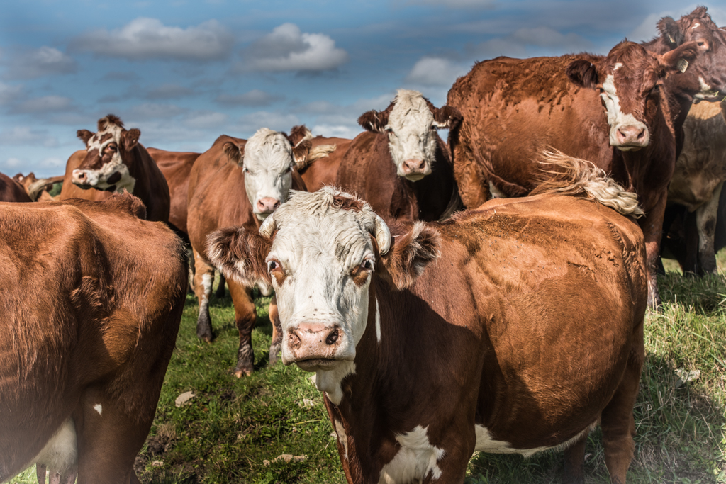 Ferme Ancestrale Germain | 362 Chem. du Roy, Deschambault, QC G0A 1S0, Canada | Phone: (418) 286-6655