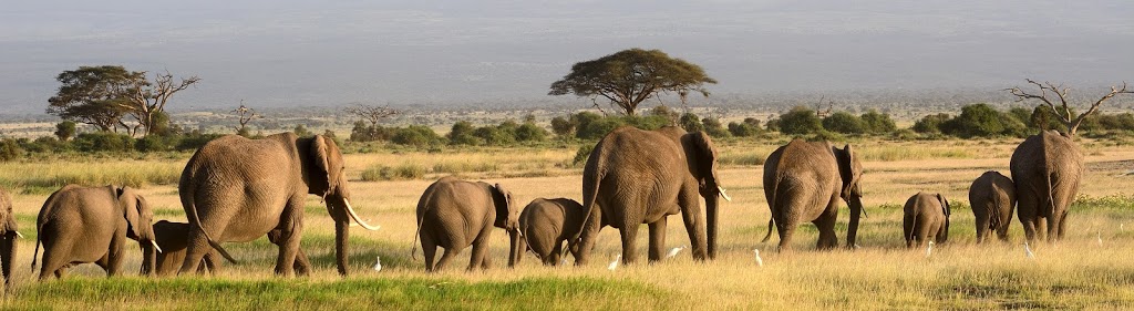 Lion Dog African Safaris | 28 Crystal Shores Heights, Okotoks, AB T1S 2K8, Canada | Phone: (888) 502-3742