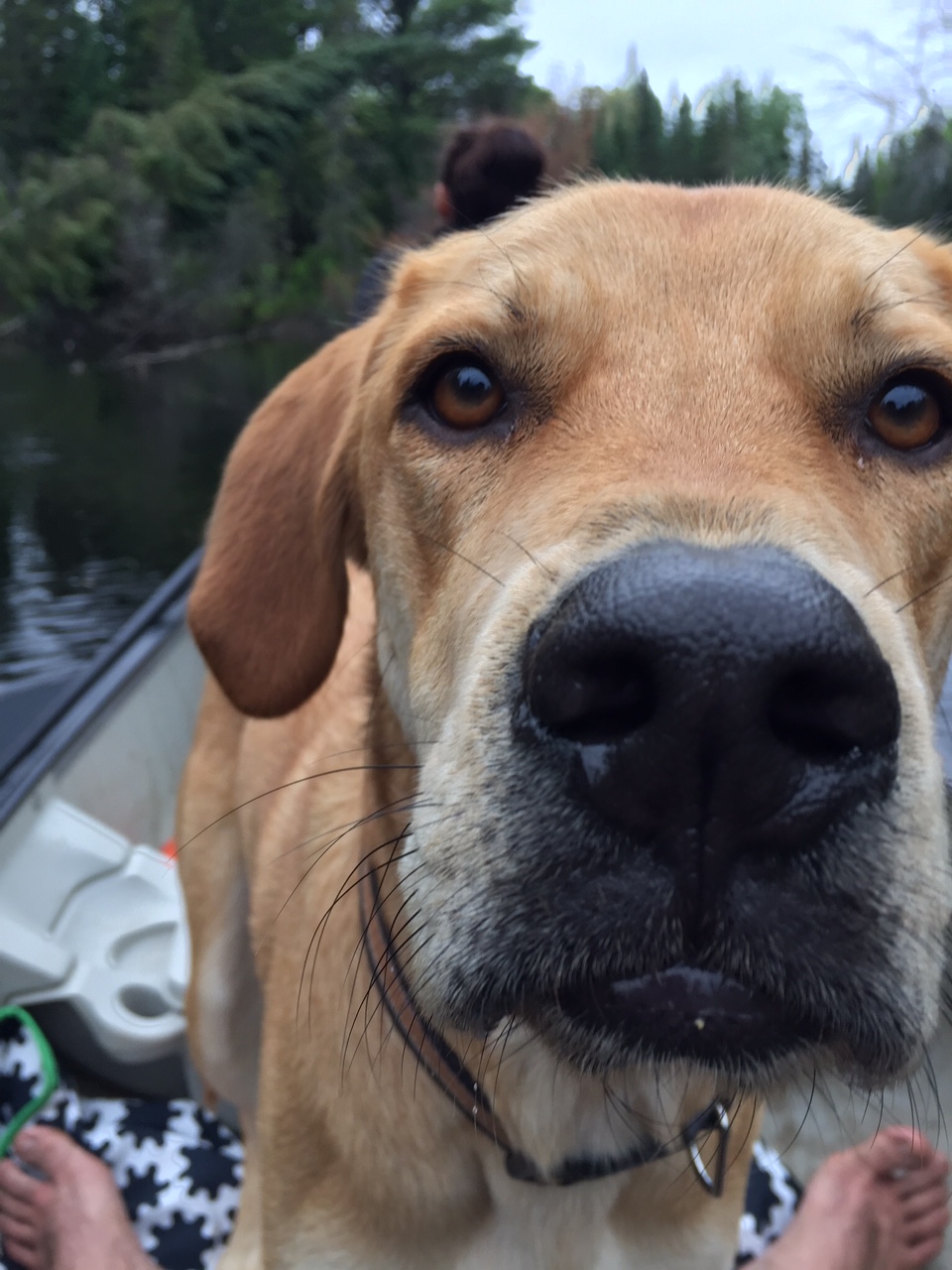 edthedogtrainer | 12439 Ninth Line #207, Whitchurch-Stouffville, ON L4A 1J3, Canada | Phone: (647) 884-3437