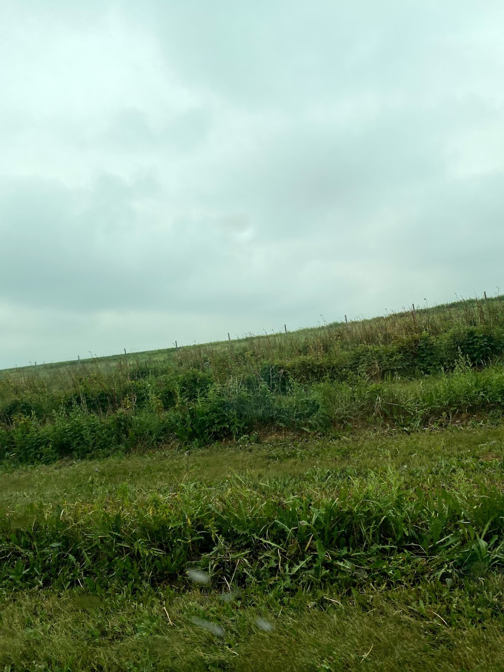 Grove Berry Patch | 52430 Range Rd 265, Spruce Grove, AB T7X 3H2, Canada | Phone: (780) 962-5824