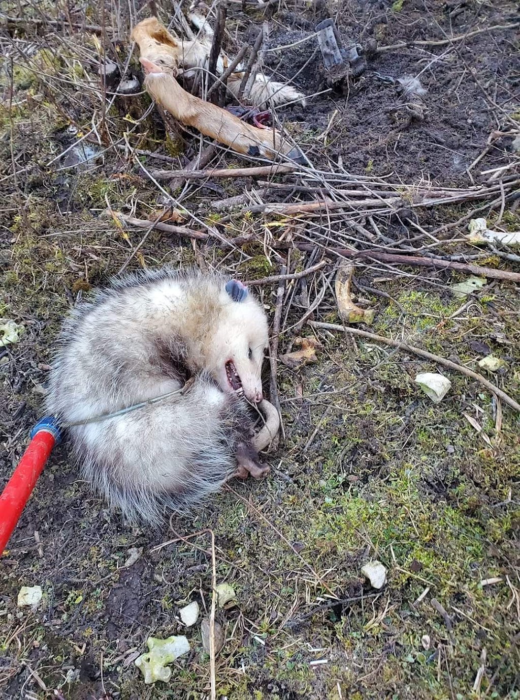 Top gun wildlife services | Deseronto Rd, Marysville, ON K0K 2N0, Canada | Phone: (613) 661-5686