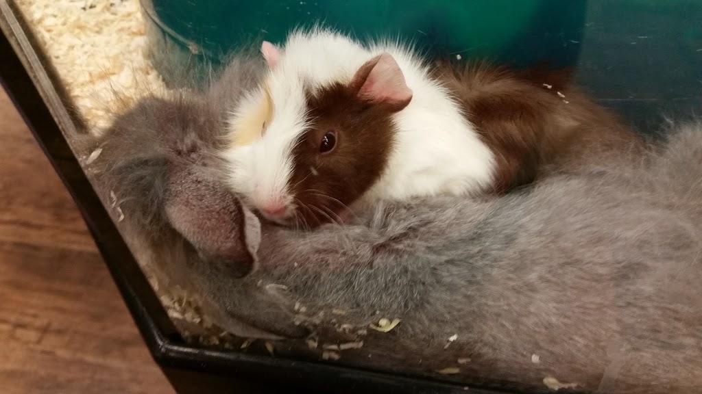 Rovili Pet World | 9 Nixon Rd, Bolton, ON L7E 1G5, Canada | Phone: (905) 951-6315