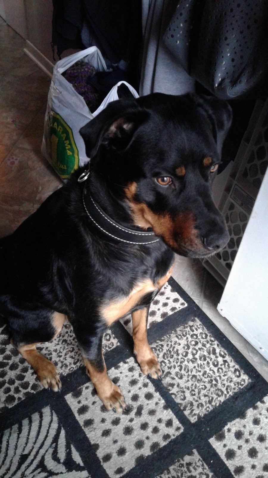 Gemini K9 Obedience | 643 McCowan Rd, Scarborough, ON M1J 1K2, Canada | Phone: (416) 297-1077