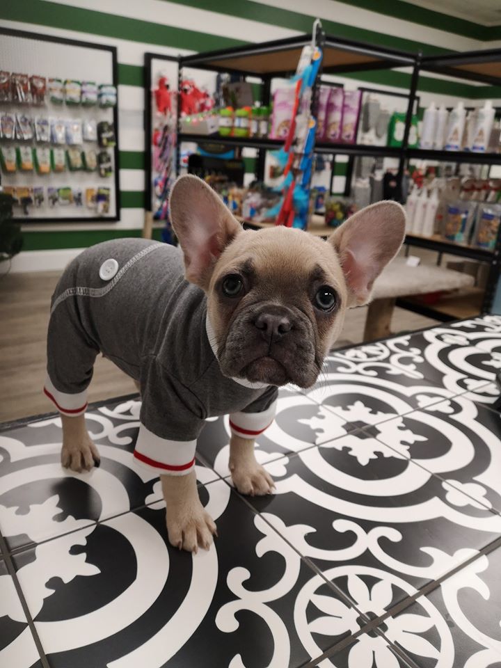 Village Pets | 7816 E Saanich Rd #3, Saanichton, BC V8M 2B3, Canada | Phone: (778) 351-3232