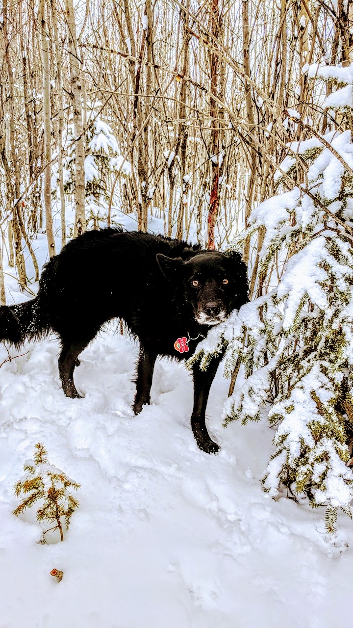 Umbach Off-leash Dog Park | 969 Boulder Blvd, Stony Plain, AB T7Z 2Y2, Canada