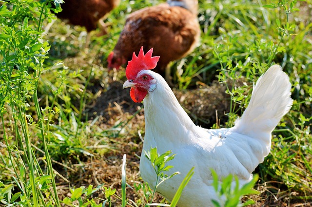 Ferme Rosa | 953 1e Rang, Val-Alain, QC G0S 3H0, Canada | Phone: (418) 744-1313