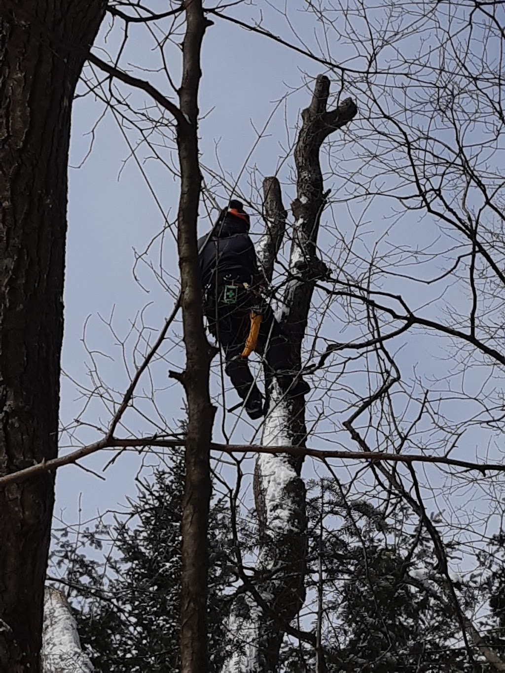 Schmeler Tree Removal and services | 369 Pickerel & Jack Lake Rd, Burks Falls, ON P0A 1C0, Canada | Phone: (705) 783-8247