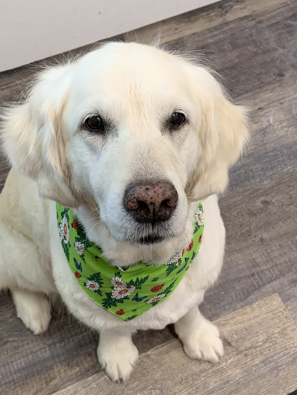Beach Paws Dog Grooming | 5784 Bradbury Rd, Nanaimo, BC V9T 6R2, Canada | Phone: (250) 327-4882