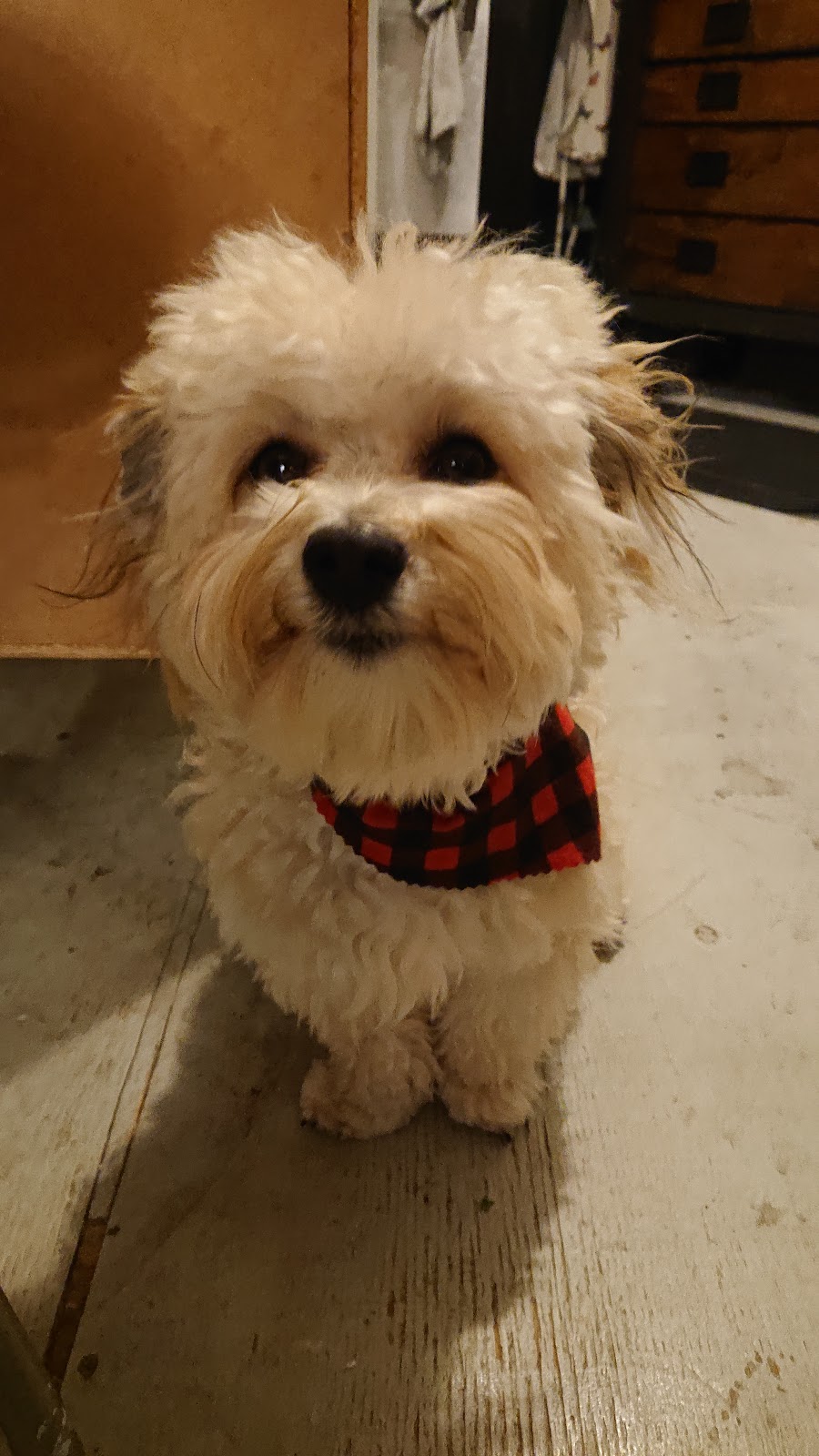 Pet Grooming By Lindsay | 140 Melair Dr, Ayr, ON N0B 1E0, Canada | Phone: (519) 632-8100