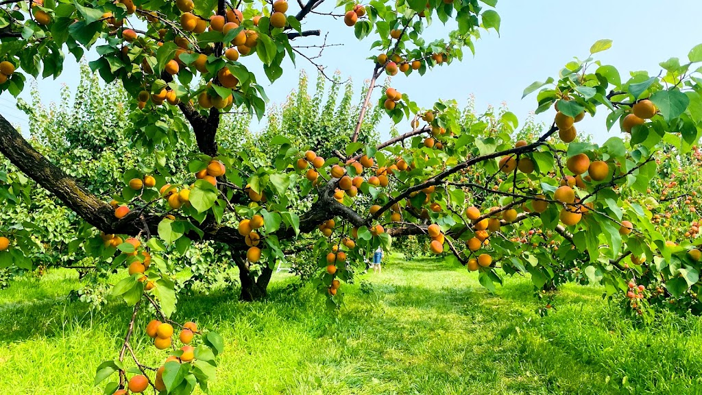 Cherry Avenue Farms | 4303 Cherry Ave, Vineland Station, ON L0R 2E0, Canada | Phone: (905) 562-5481