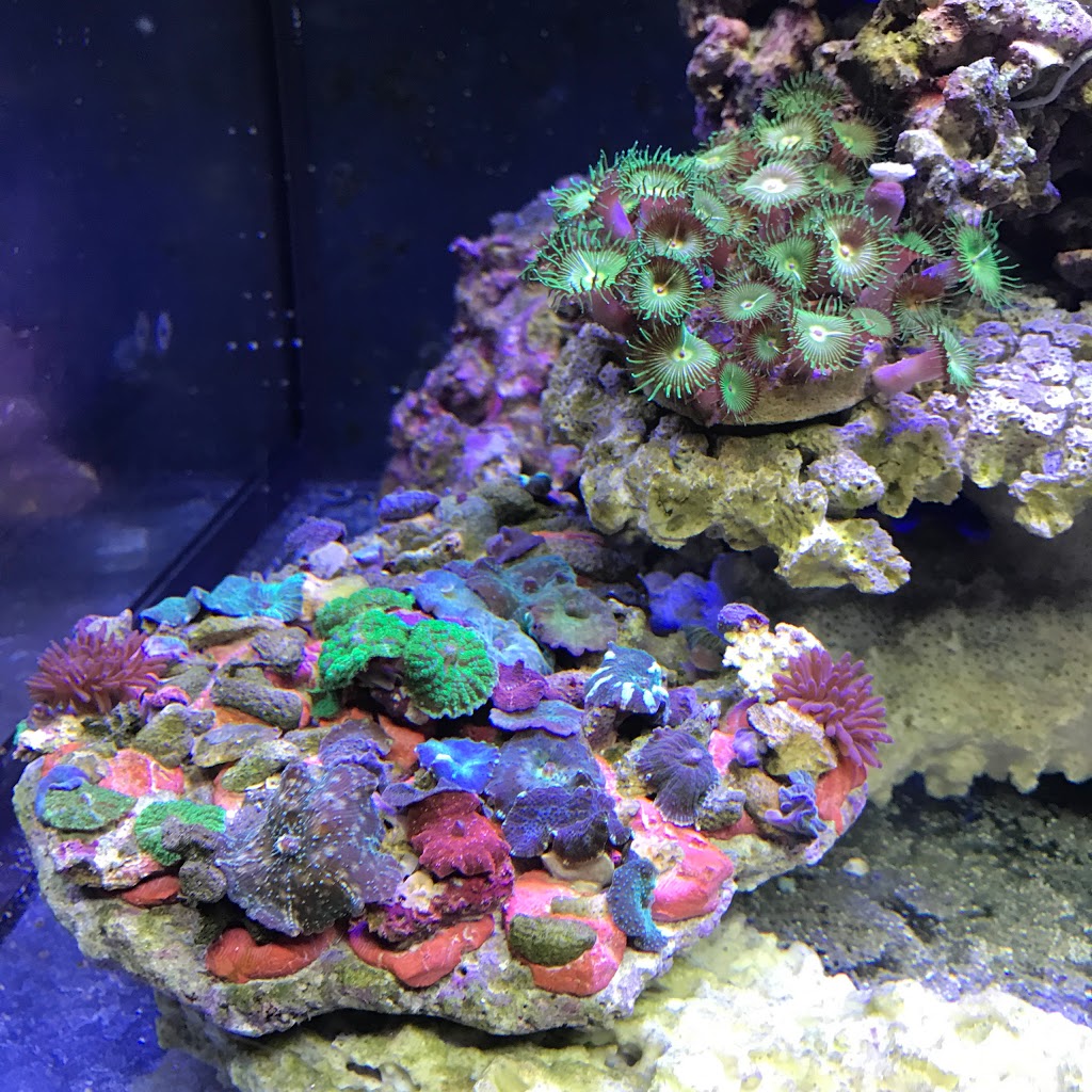 Coral Sea Aquatics | 5421 S Abbott Rd, Orchard Park, NY 14127, USA | Phone: (716) 202-1165