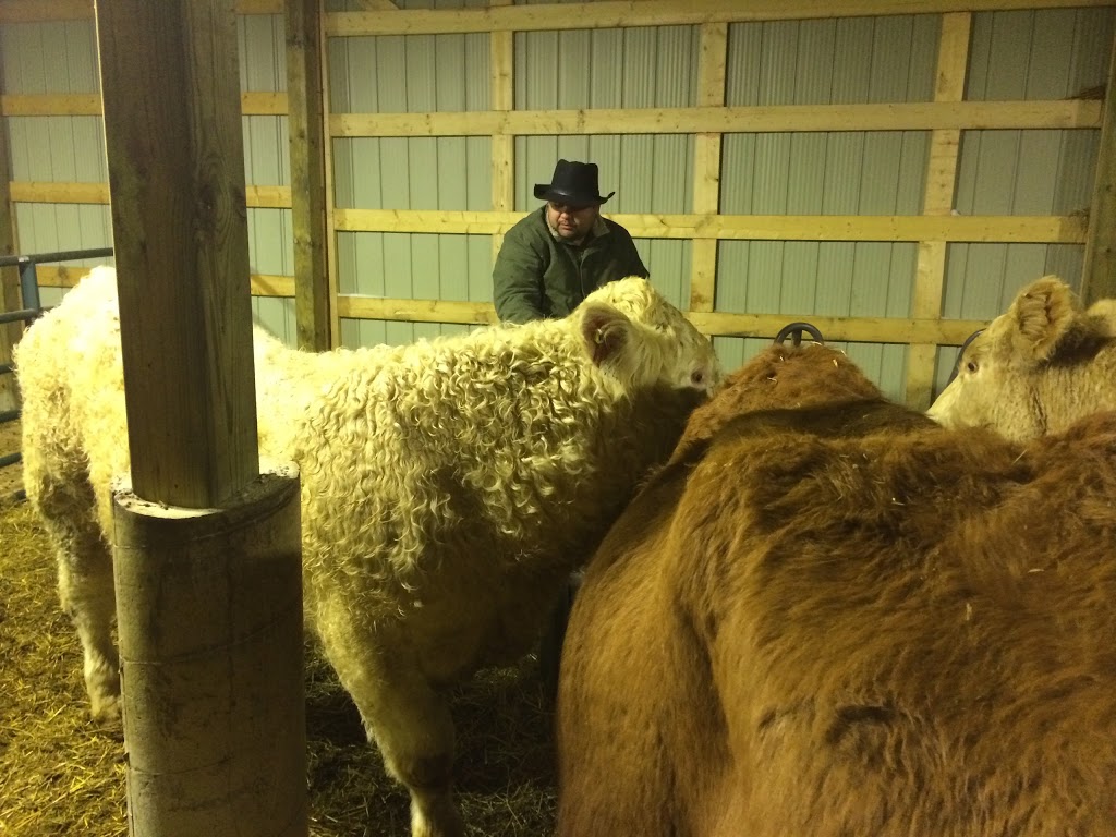 Ordonez Cattle Farms | 501 Mersea Road 5, Leamington, ON N8H 3V5, Canada | Phone: (519) 322-0849