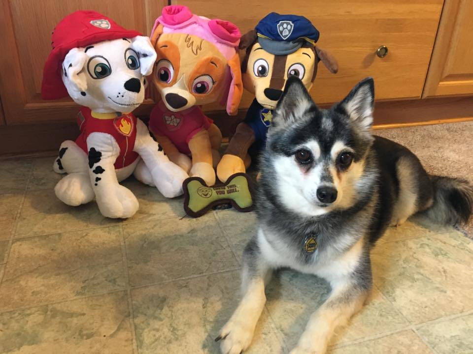 The Ruff House Kennel | 4160 10th Side Rd RR#4, Cookstown, ON L0L 1L0, Canada | Phone: (416) 886-3418