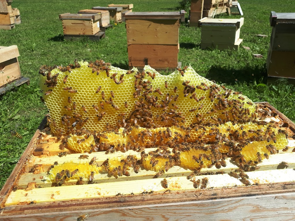 4thlinehoney | 96070 4 Line SW, Melancthon, ON L9V 2B9, Canada | Phone: (647) 216-7084