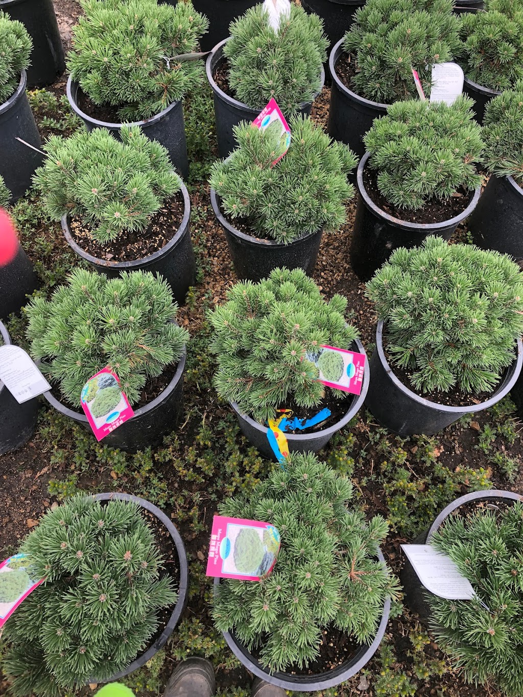 Classic Landscapes Tree Farm | 23016, AB-14, Sherwood Park, AB T8B 1E4, Canada | Phone: (780) 410-9911