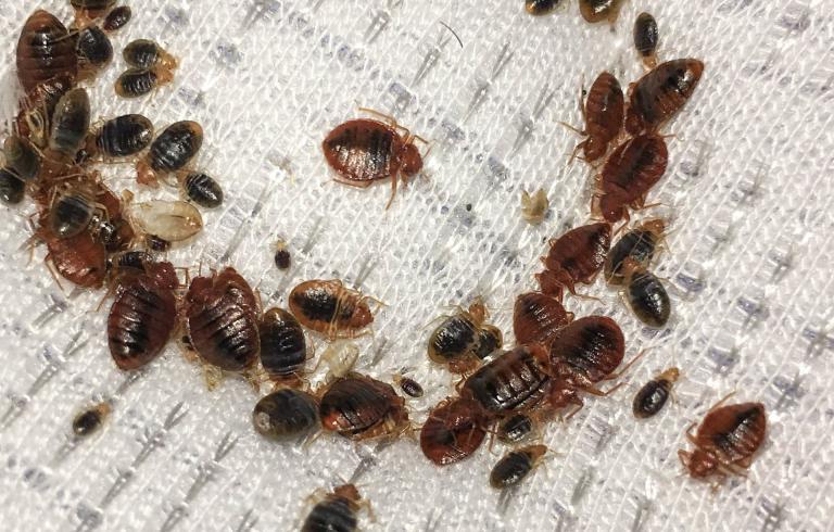 Quality Affordable Pest Control Exterminators Markham Pest Contr | 5694 Hwy 7 Suite 153, Markham, ON L3P 0E3, Canada | Phone: (647) 502-3950