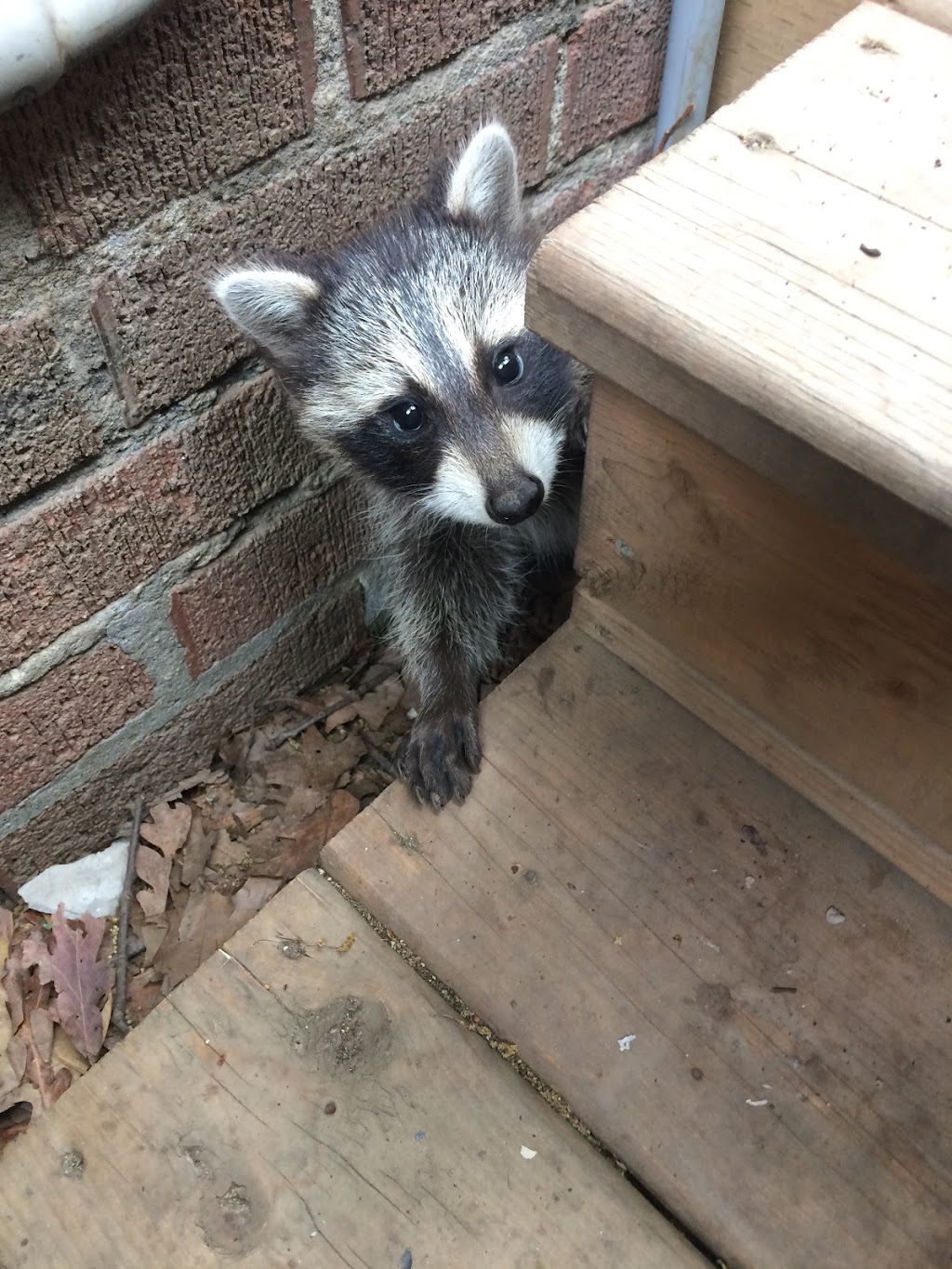 The Raccoon Guys | 31 Brentcliffe Rd, East York, ON M4G 3Y4, Canada | Phone: (647) 938-1917