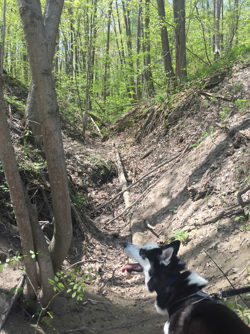 Woodsong County Park | 3494 Abbottsford Rd, North Street, MI 48049, USA