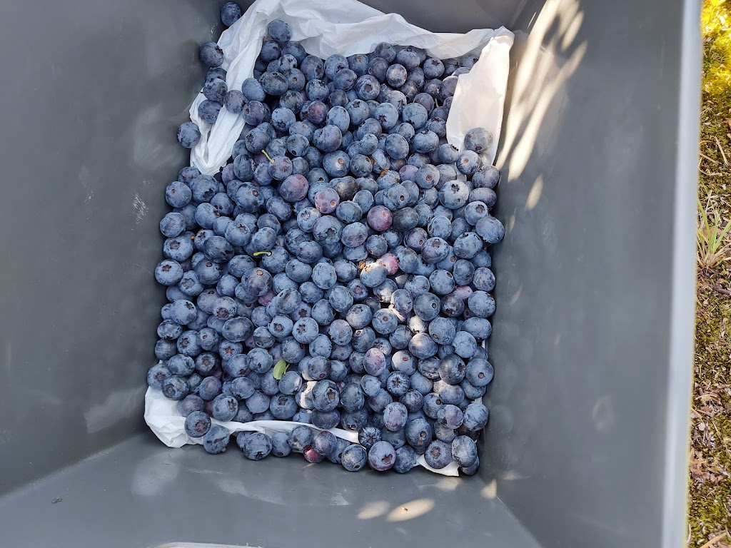 Steld Blueberry Farm | 13605 Michael Rd, Ladysmith, BC V9G 1G7, Canada | Phone: (250) 245-3460
