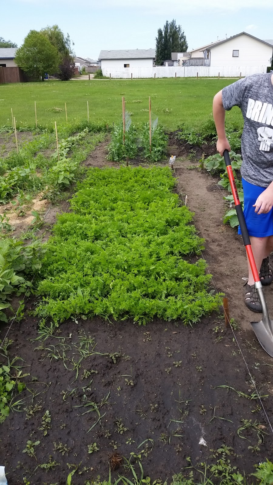 Aspen Community Garden | Aspen Dr, Blackfalds, AB T0M 0J0, Canada | Phone: (403) 885-4677