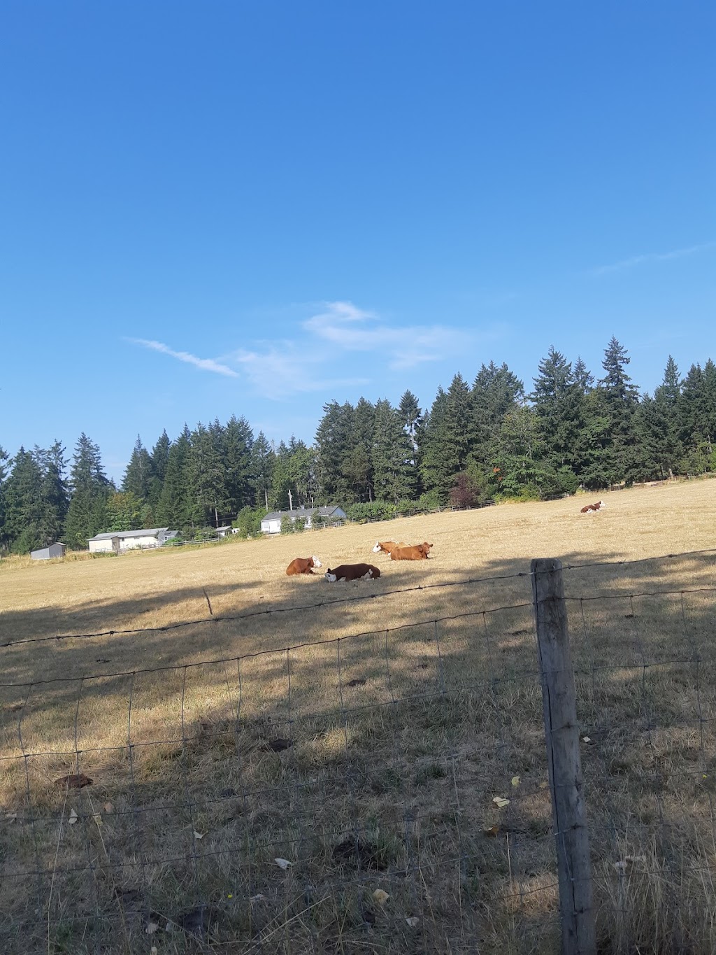 Steld Blueberry Farm | 13605 Michael Rd, Ladysmith, BC V9G 1G7, Canada | Phone: (250) 245-3460
