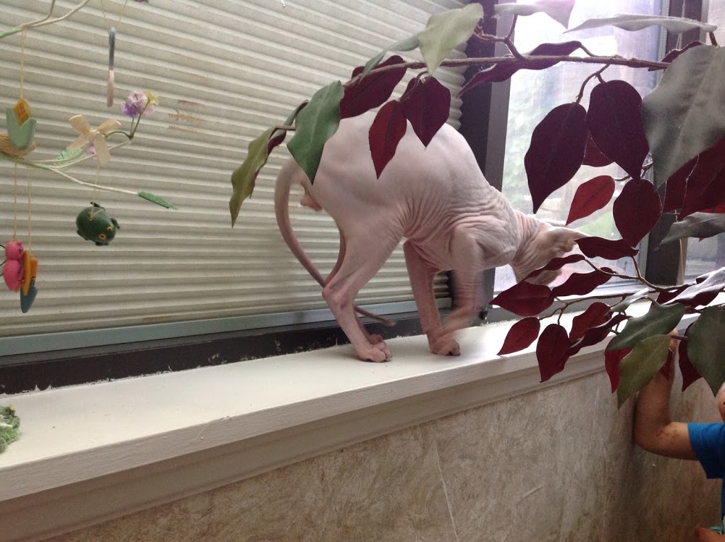 Sphynx Canada Cattery | 1439 S Cameron Blvd, Windsor, ON N9B 3C8, Canada | Phone: (519) 791-7922
