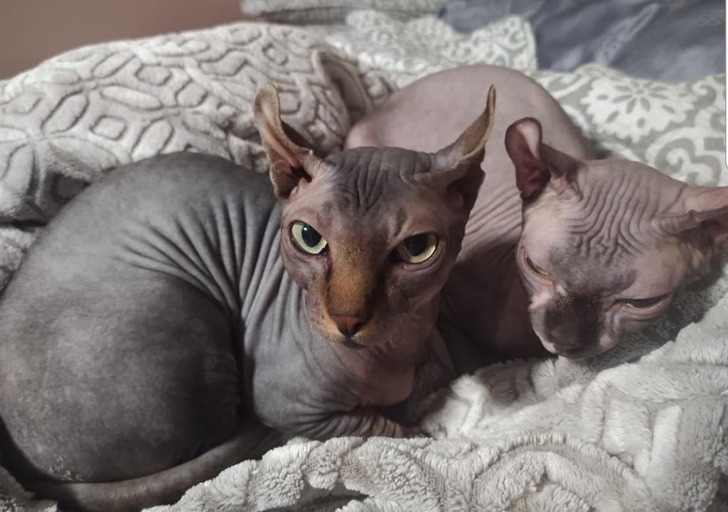 Rare N Bare Sphynx Cattery | 78 Main St S POB 128, Hagersville, ON N0A 1H0, Canada | Phone: (905) 379-4489