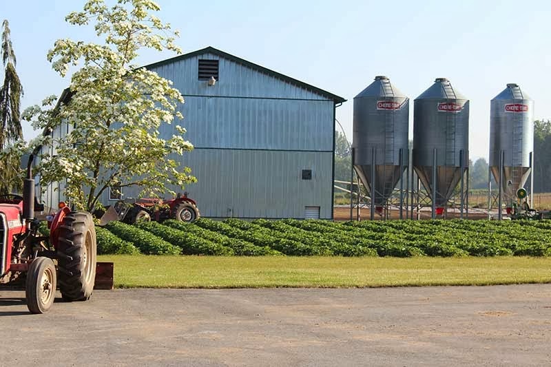 Neufeld Farms | 32215 King Rd, Abbotsford, BC V2T 5Z4, Canada | Phone: (604) 859-2829
